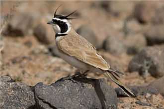 Birdwatching in Marocco