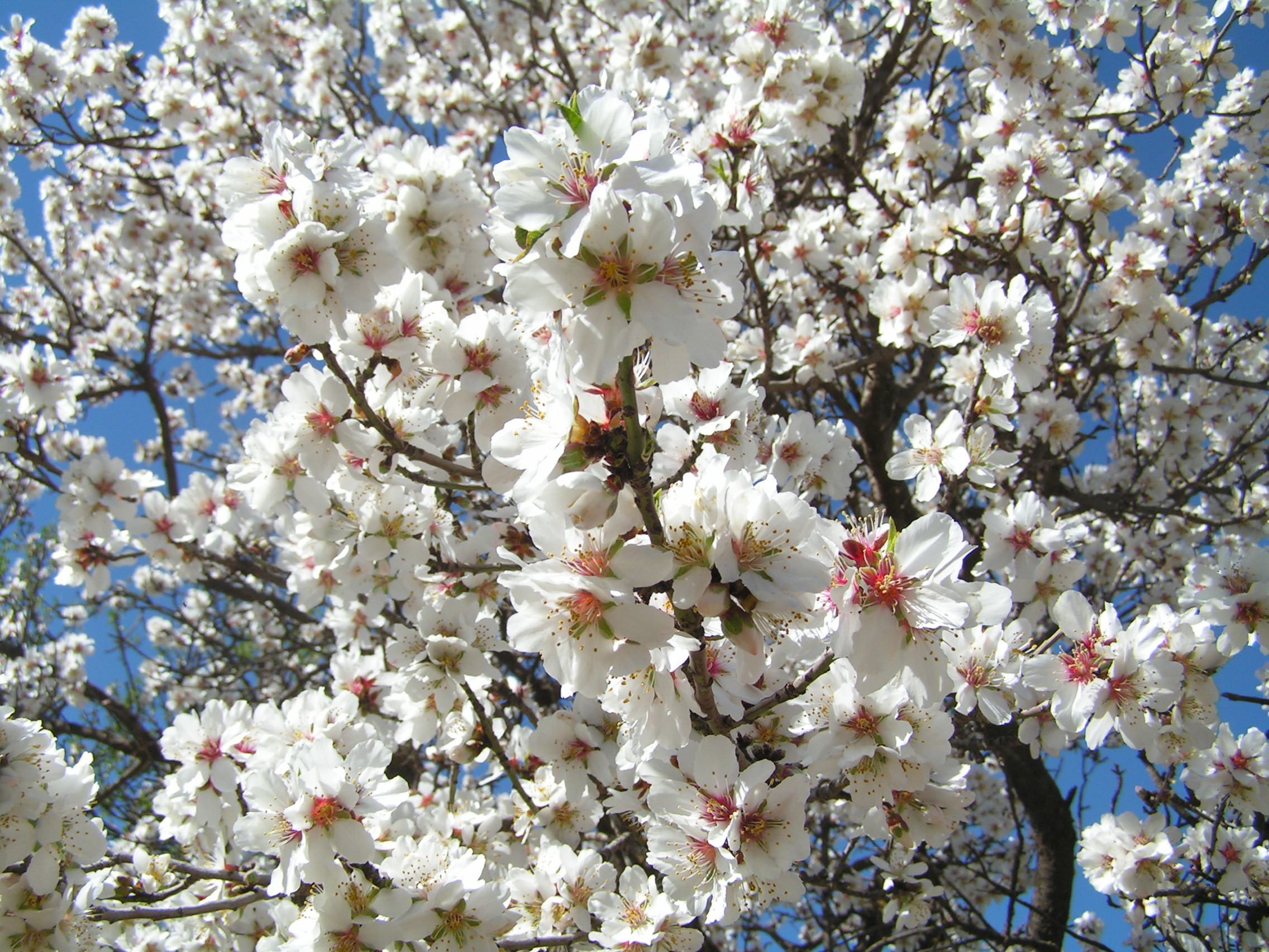 MANDORLI, ARGAN E DATTERI